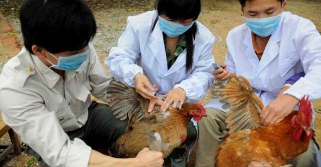Pesquisadores de Taiwan alertam para novo tipo de gripe aviária a infectar humanos