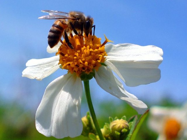 Sumiço de abelhas causaria 1 milhão de mortes no mundo, alerta estudo